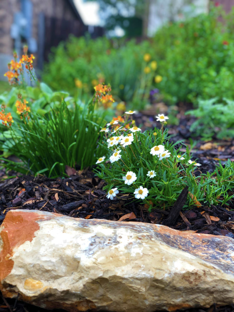 picture of flowers